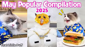 Even More Puff Cat!